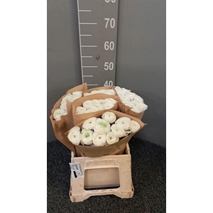 Ran Succ Cloud Bianco