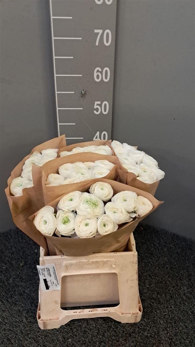 <h4>Ran Succ Cloud Bianco</h4>