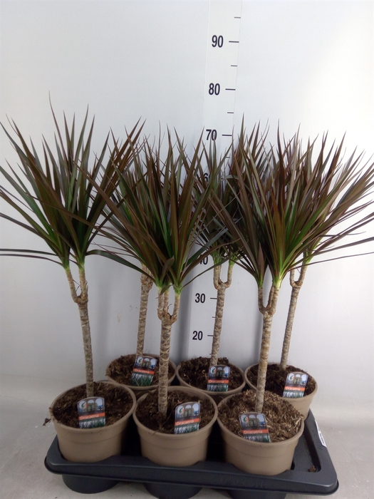 <h4>Dracaena marg. 'Magenta'</h4>