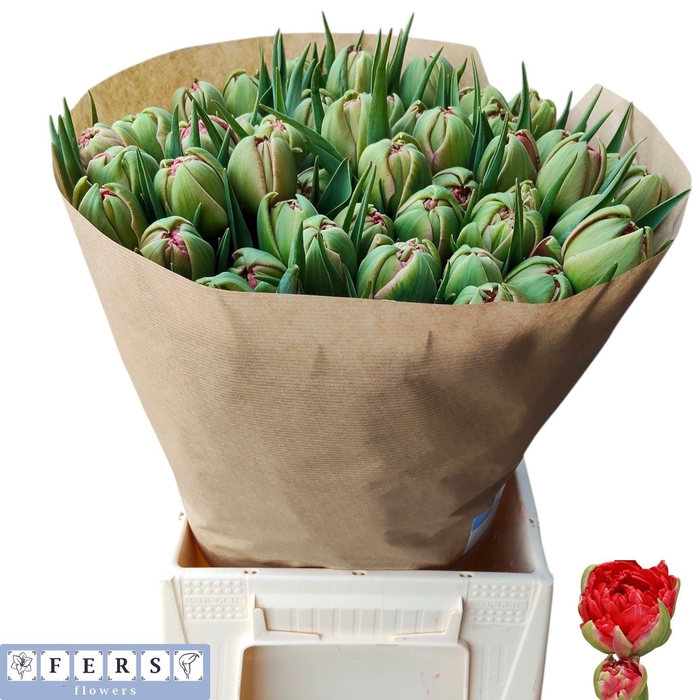 <h4>TU DU BALLGAME</h4>