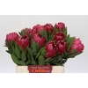 Protea Brenda