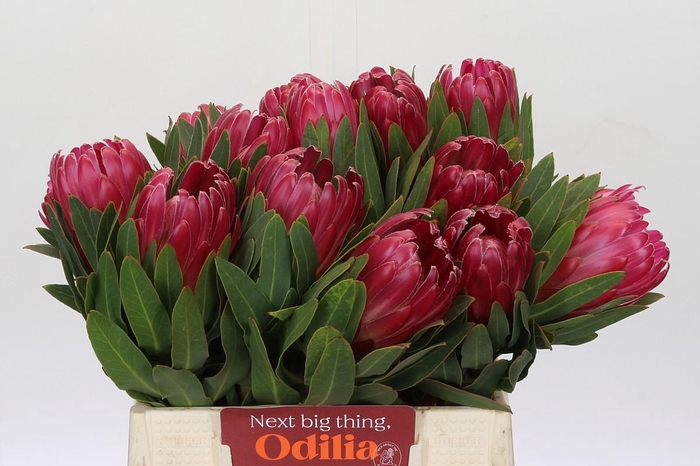 <h4>Protea Brenda</h4>