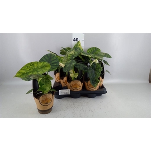 Alocasia   ...