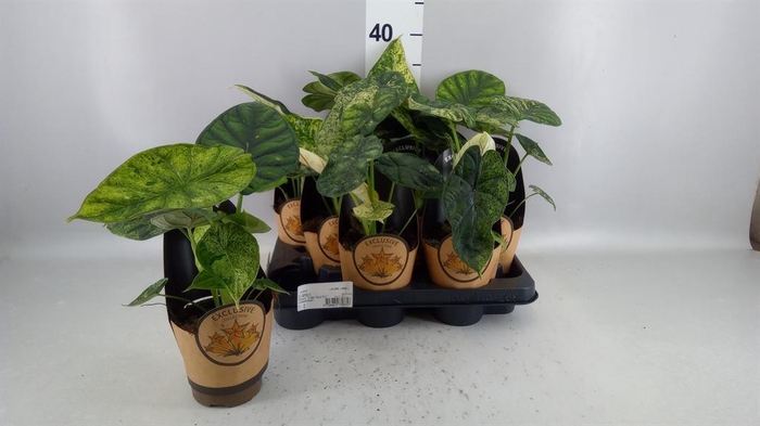 <h4>Alocasia   ...</h4>