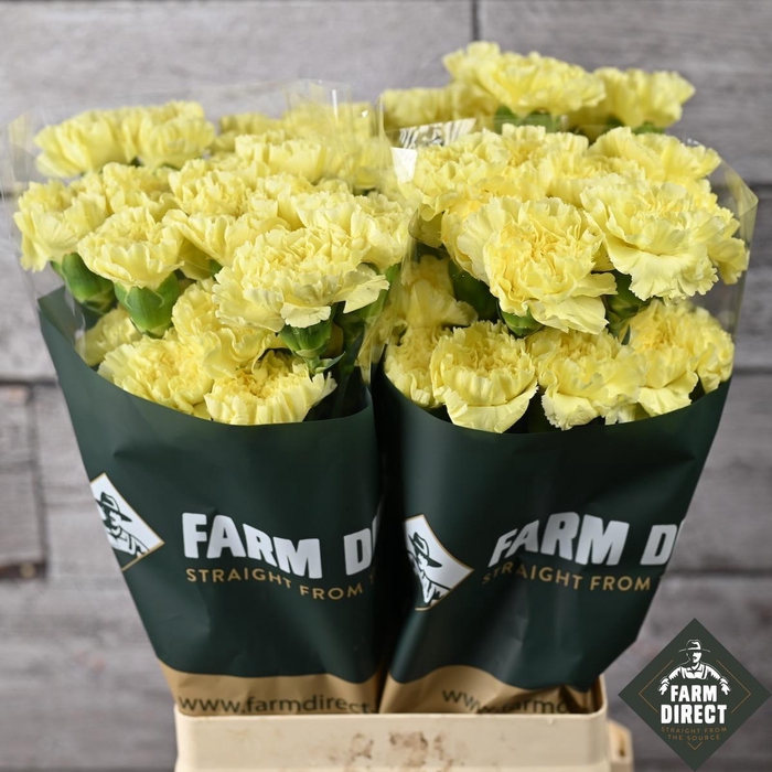 <h4>DI ST ILIAS</h4>