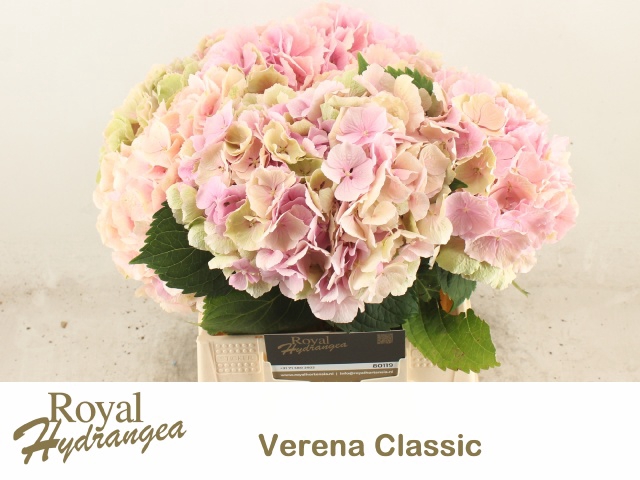 <h4>HYDR M CH VERENA CL</h4>