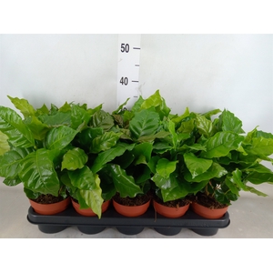 Coffea arabica