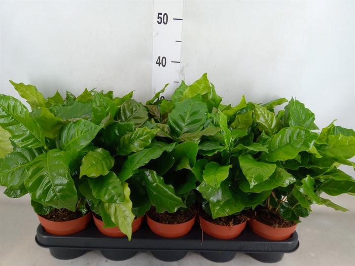 <h4>Coffea arabica</h4>