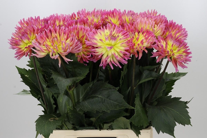 <h4>Dahlia Karma Sangria</h4>