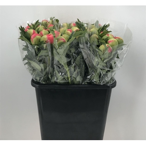 PAEONIA CORAL SUNSET