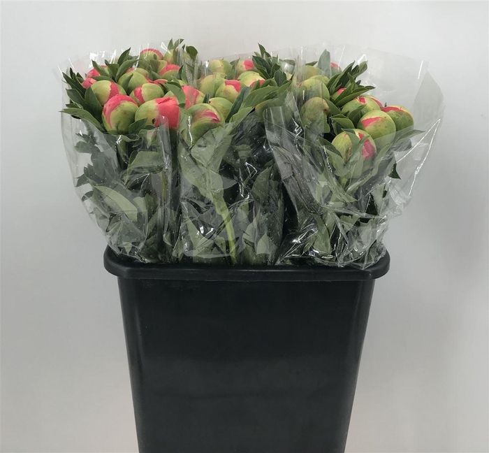 <h4>PAEONIA CORAL SUNSET</h4>