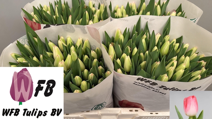 <h4>Tu En Supermodel</h4>