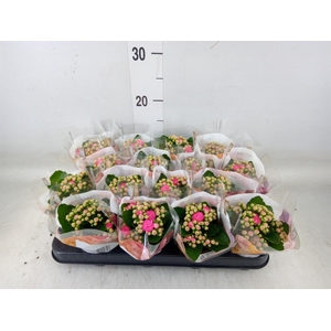 Kalanchoe blos. 'RosDon Nando'