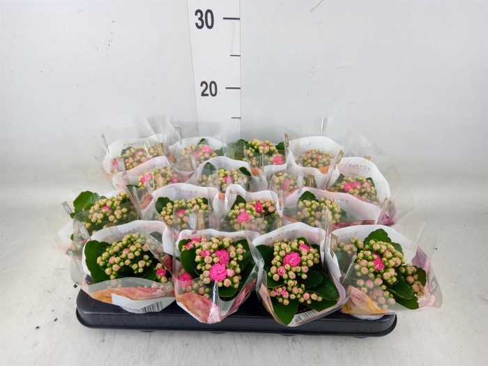 <h4>Kalanchoe blos. 'RosDon Nando'</h4>