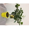 Citrus hystrix