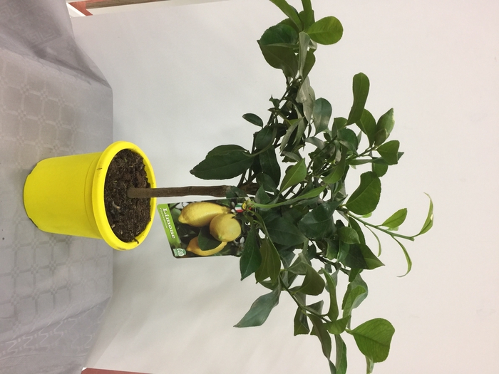 Citrus hystrix