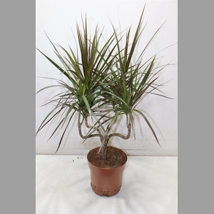 Dra Marg Magenta Candlestick