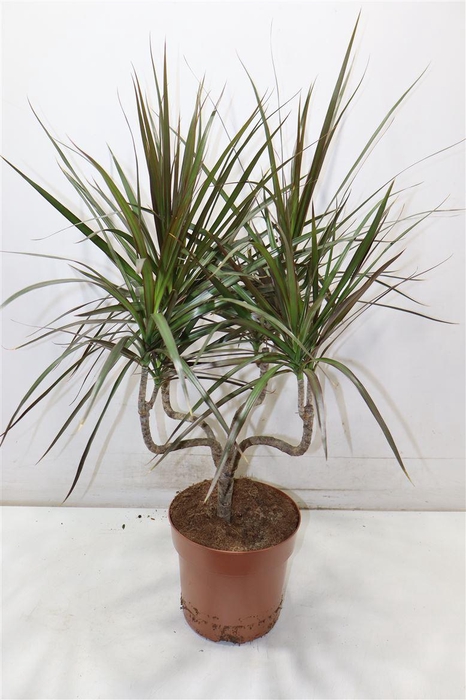 <h4>Dra Marg Magenta Candlestick</h4>