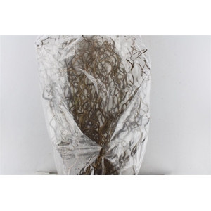 Corylus Av Contorta 70cm X75