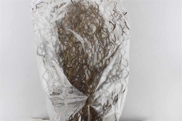 <h4>Corylus Av Contorta 70cm X75</h4>