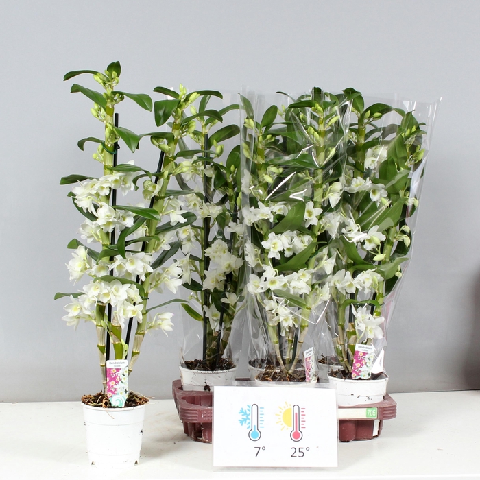 <h4>DENDR N SC APOLLON</h4>