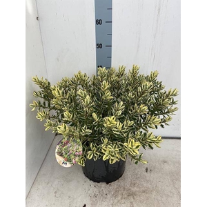 HEBE AND VARIEGATA