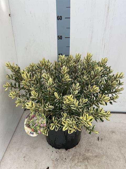 <h4>HEBE AND VARIEGATA</h4>