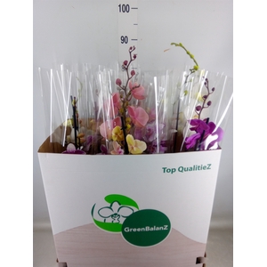 Phalaenopsis   ...mix