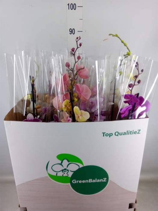 <h4>Phalaenopsis   ...mix</h4>