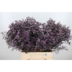 Limon Safora Lilac
