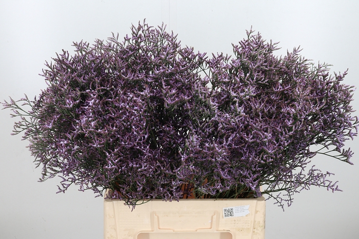 <h4>Limon Safora Lilac</h4>