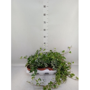Hedera helix 'White Wonder'