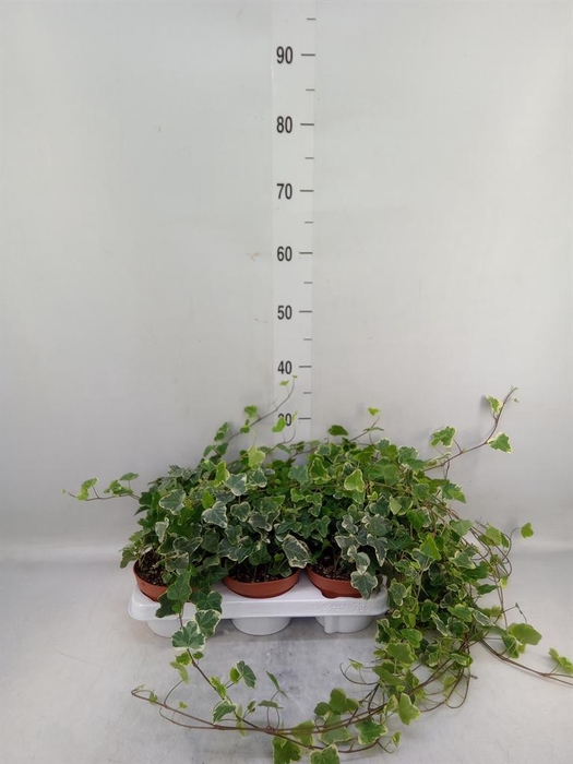 <h4>Hedera helix 'White Wonder'</h4>