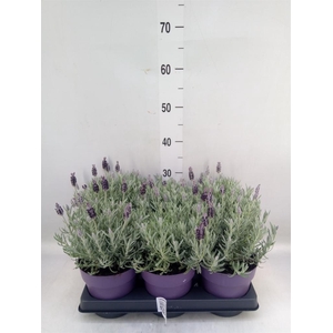 Lavandula stoec. 'Anouk Silver'