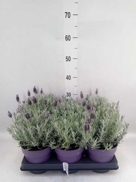 <h4>Lavandula stoec. 'Anouk Silver'</h4>