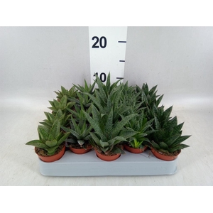 Aloe   ...mix