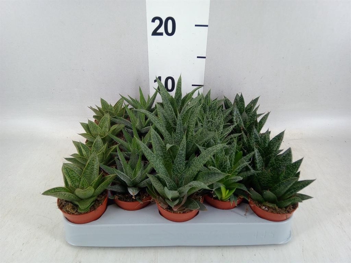 <h4>Aloe   ...mix</h4>
