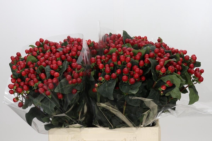 <h4>Hypericum True Romance</h4>