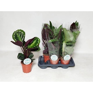 CALATHEA MIX P17