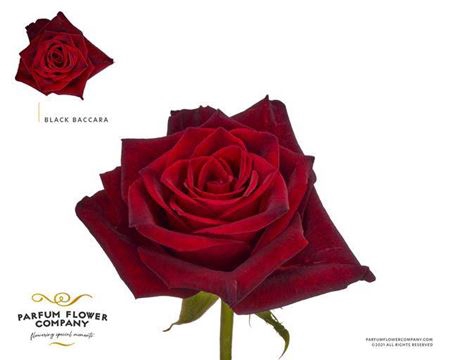 <h4>Rosa Gr Ec Black Baccara</h4>
