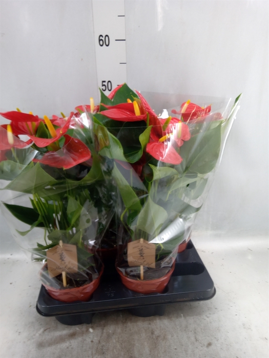 <h4>Anthurium andr. 'Esudo'</h4>