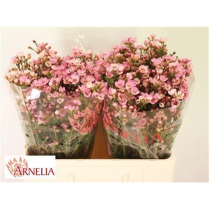 Chamelaucium Sarahs Delight 55cm 25gr