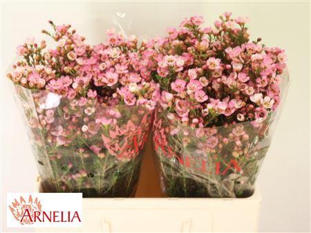 Chamelaucium Sarahs Delight 55cm