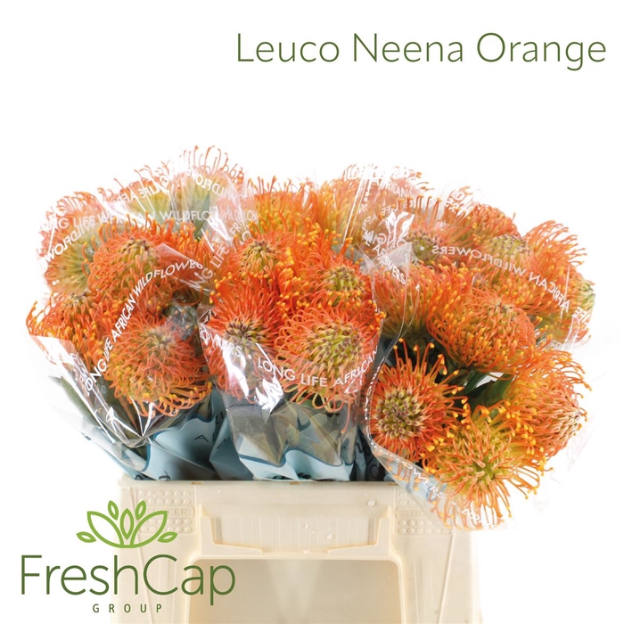 <h4>Leuco Neena Orange</h4>