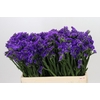 Limonium sinuatum Navy Sun Birds