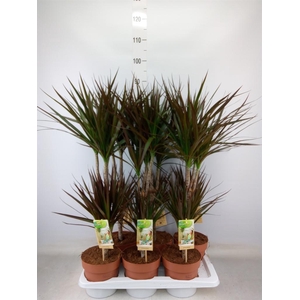 Dracaena marg. 'Magenta'