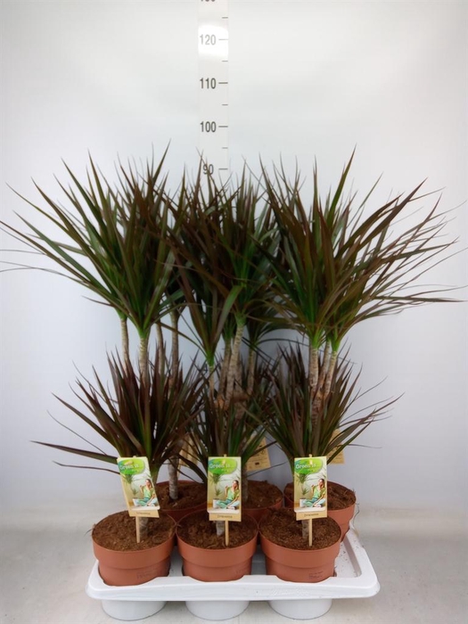 <h4>Dracaena marg. 'Magenta'</h4>