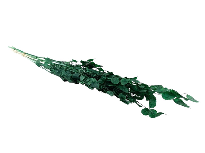 <h4>Lunaria Dark Green</h4>