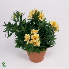 ALST COLORITA YELLOW