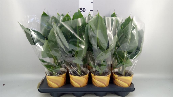 <h4>Musa  'Tropicana'</h4>